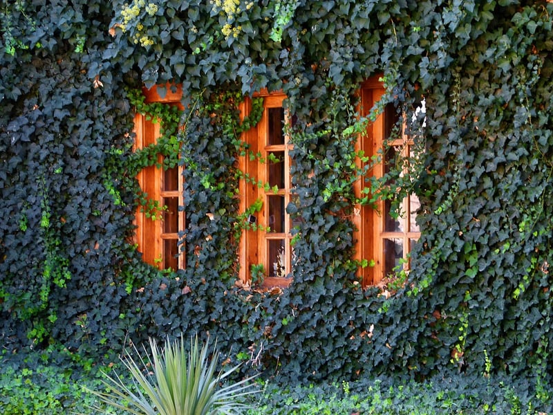 Ivy on Wall