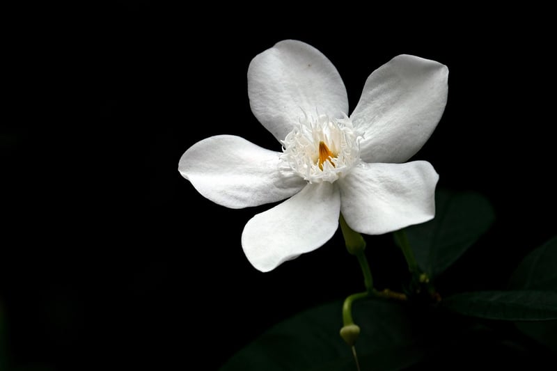 Jasmine