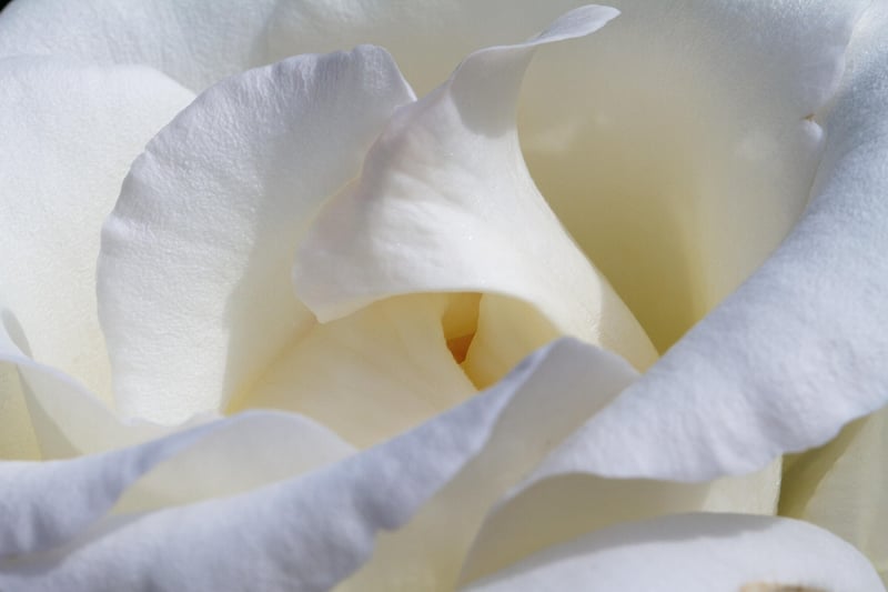 Climbing Roses